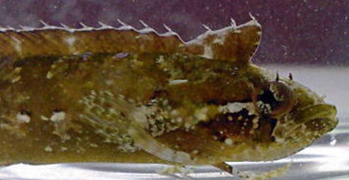 Clinitrachus argentatus_011